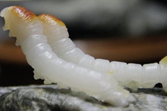 寒冬将过？和田玉市场回暖迹象显现