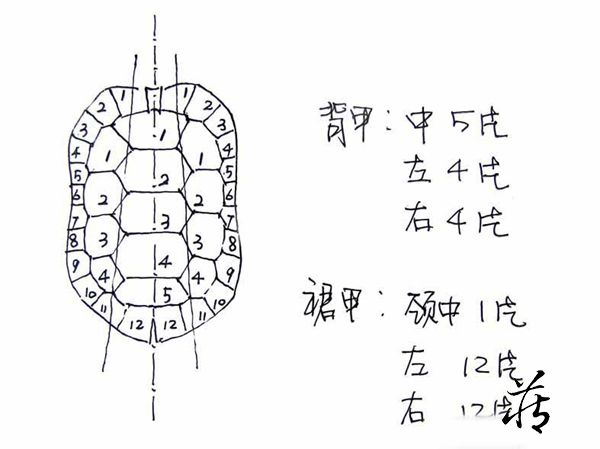 石雕乌龟解剖图