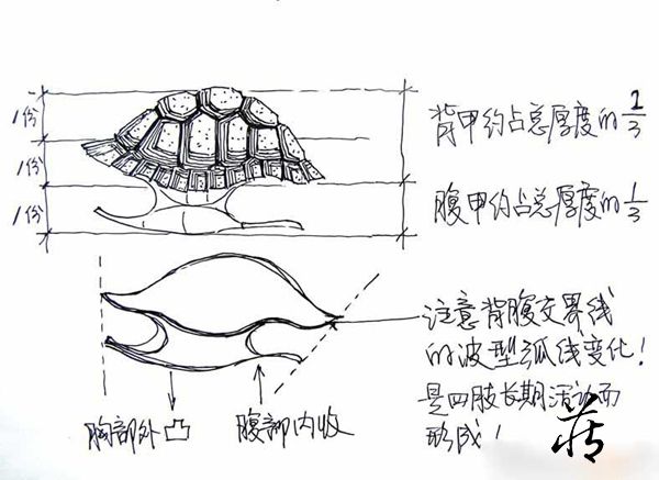 石雕乌龟解剖图