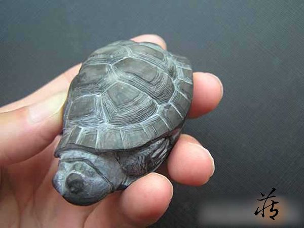 石雕乌龟教程