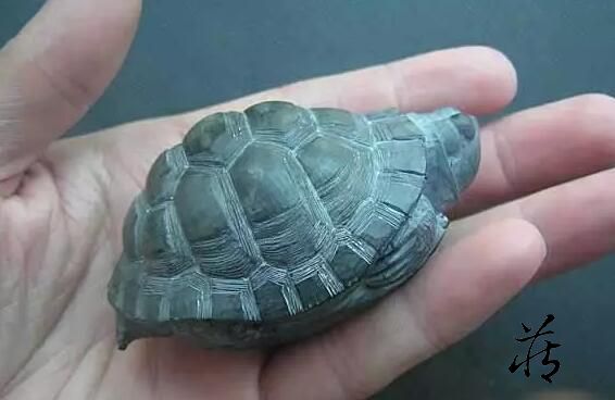 石雕乌龟教程