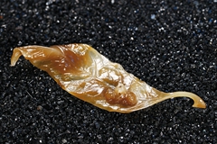 一枝一叶，不知多少秋声