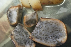 一个“发霉”的和田玉籽料！