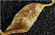 一叶，一秋黄；一年，一冬寒；一玉，一光阴