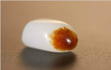 和田玉籽料里的四大美女！你最喜欢哪一个？ 