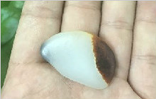 他花5块钱买来一块和田玉籽料，你看现在价值多少！