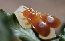 和田玉雕小蜜蜂，博采百花属它能