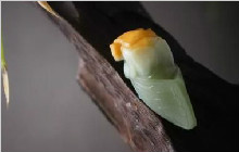 各式各样的和田玉蝉，还有一种不常见